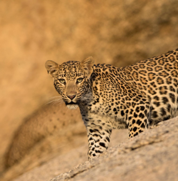 Sujan Jawai Camps