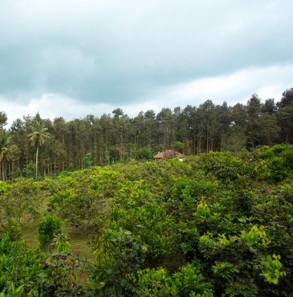 Coorg Cliffs Resort