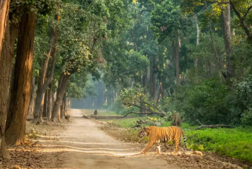 Corbett