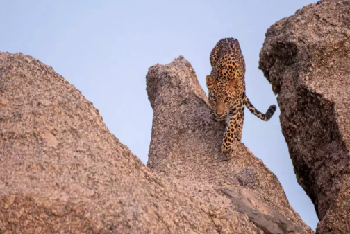 Jawai
