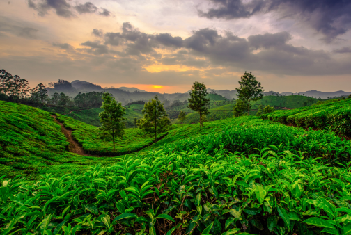  Munnar