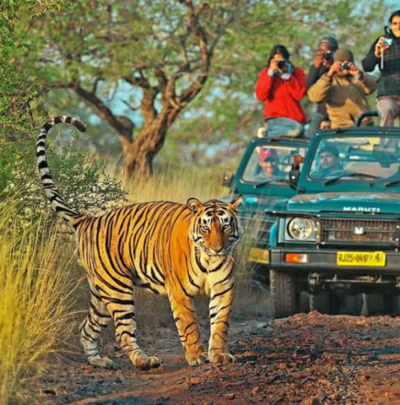 Sawai Madhopur Lodge