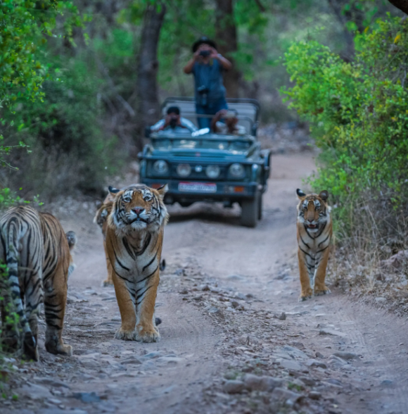 Taj Sawai Ranthambore
